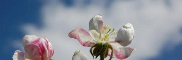 MaeveHalpinCoun Profile Banner