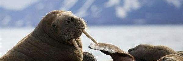 ginger_walrus's profile banner image