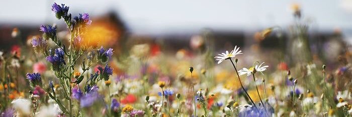 wildflower0327's profile banner image
