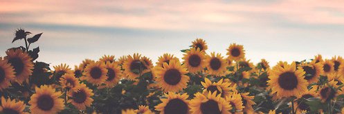 HS_SooSoo's profile banner image