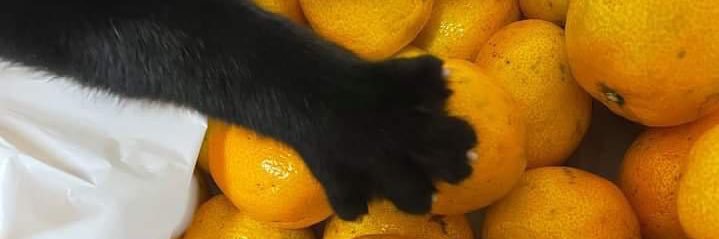 kitschnerista's profile banner image