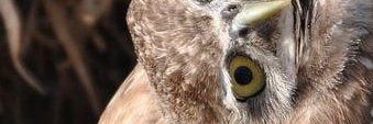 BusyStephie banner