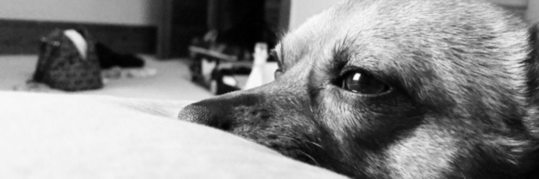 lyssax16's profile banner image