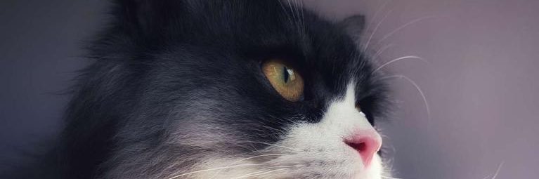 imona4511's profile banner image