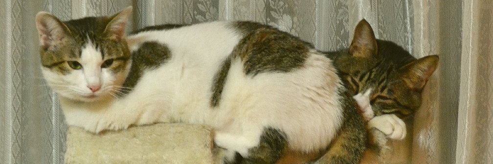 raiQcat's profile banner image