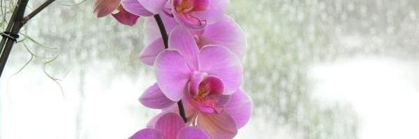 Miamour banner