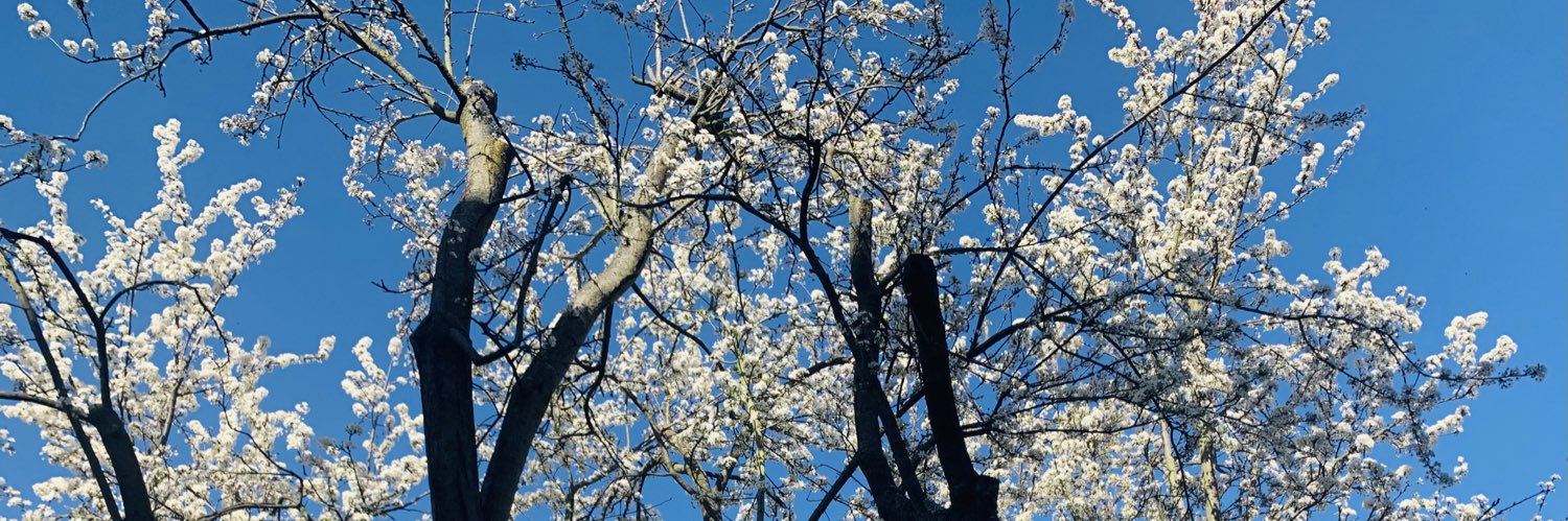 Iris_77's profile banner image