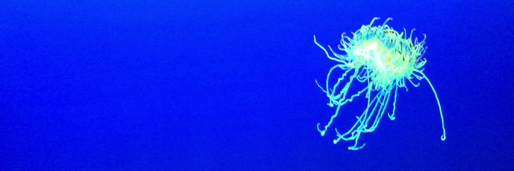rc_sumi's profile banner image