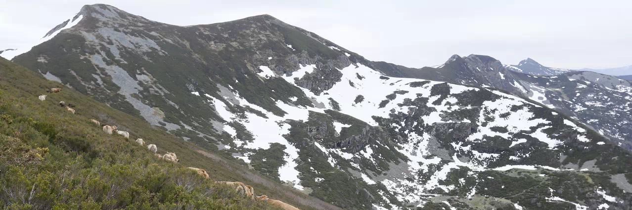 Daniel González banner