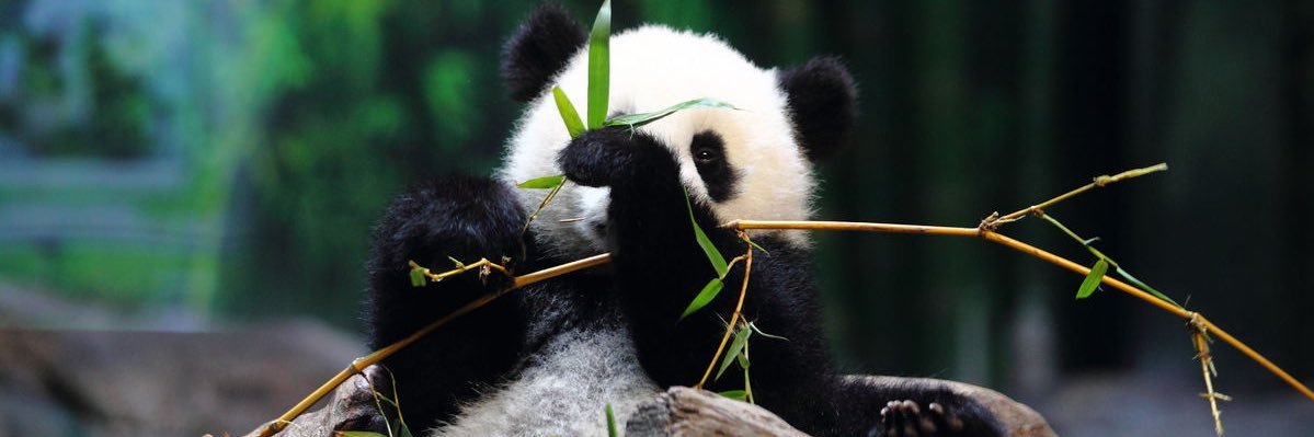Panda_z93's profile banner image