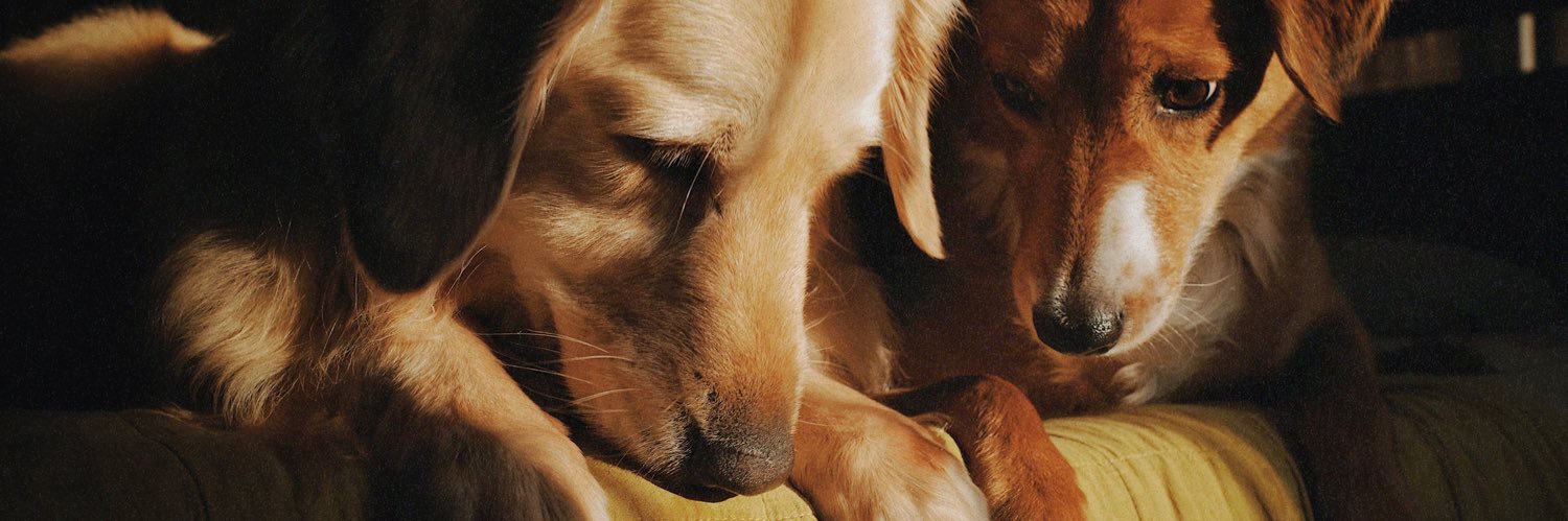 Kale me maybe 🪲🤧 banner