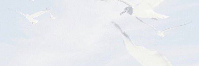 camsaroyans's profile banner image