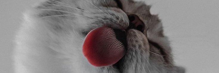 bellaoph's profile banner image