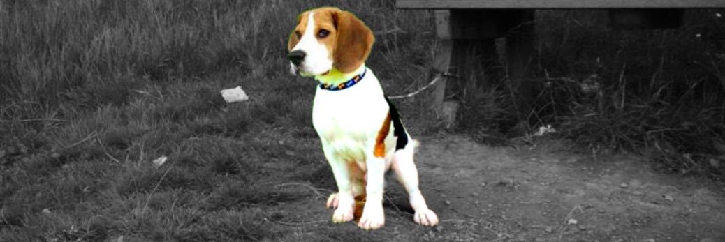 Mackenziee1's profile banner image