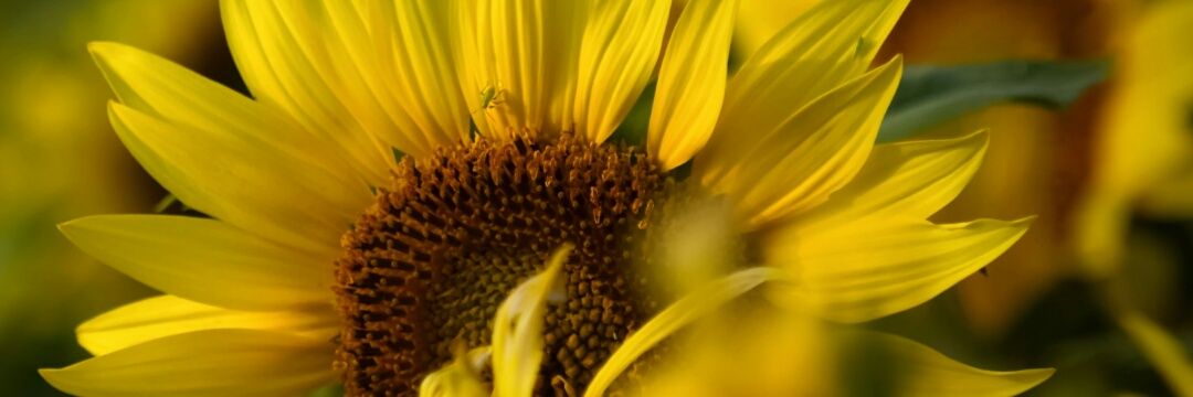 dinudaa's profile banner image