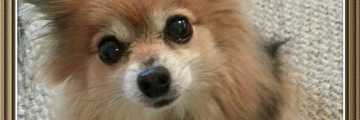 kacieattlee's profile banner image