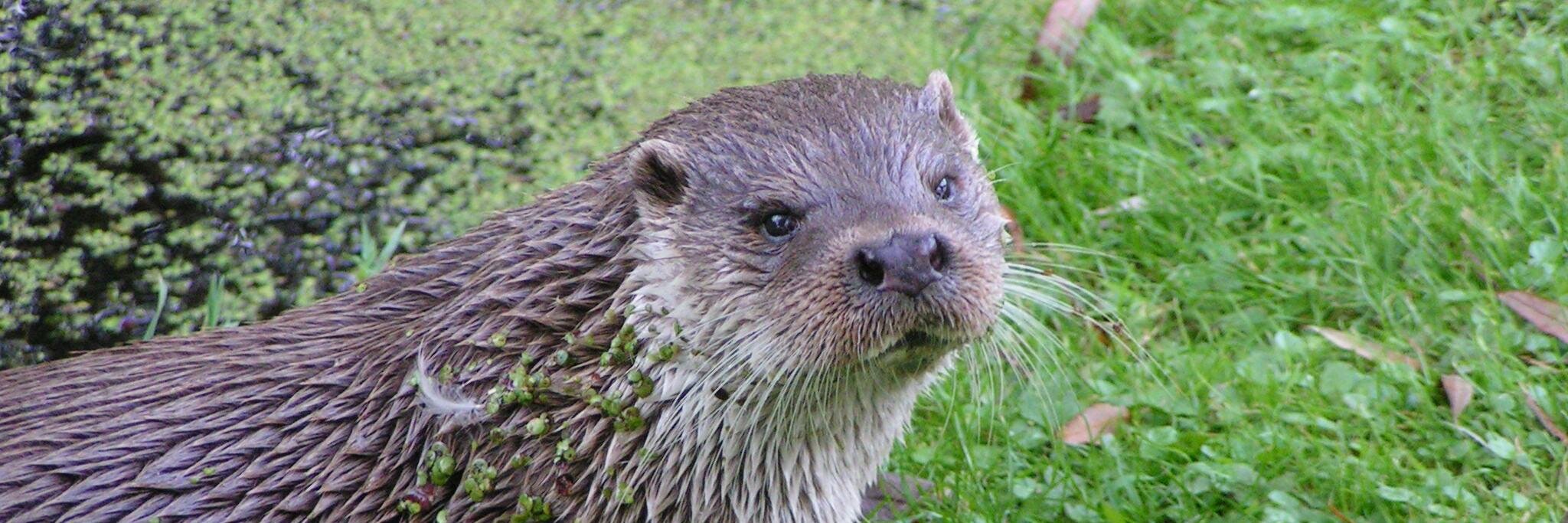 Otter Project banner