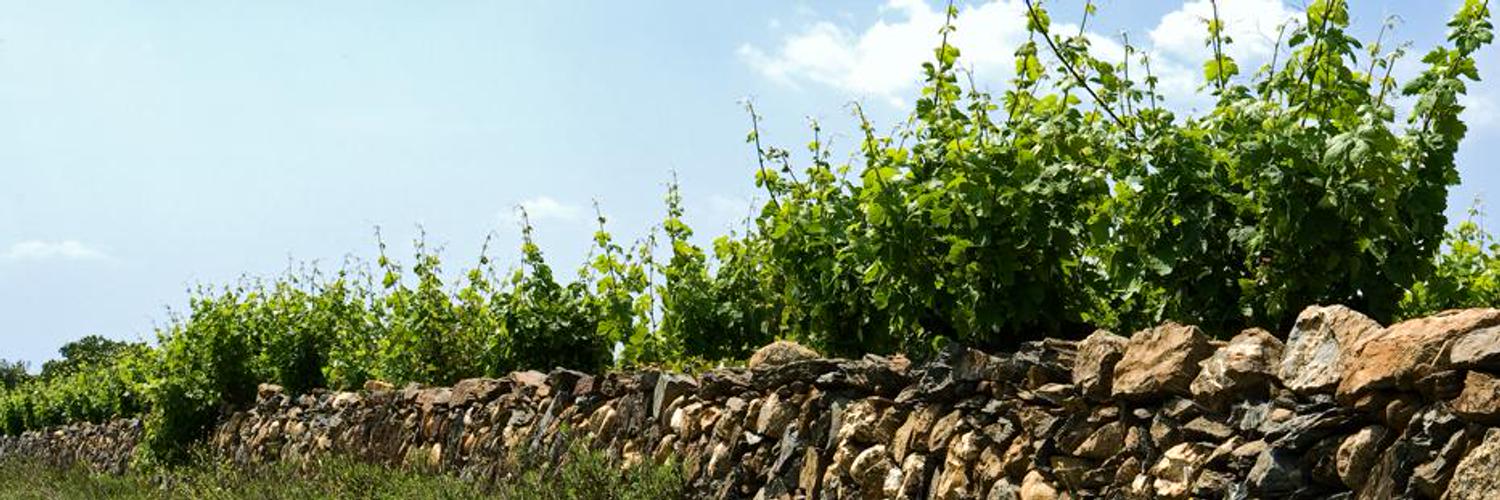 Celler Mas Llunes Profile Banner