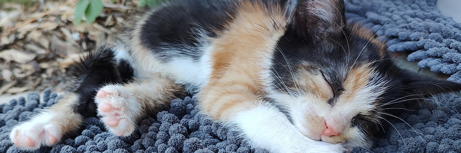 pitti 🐶🐶 🐱💻 🍺 banner