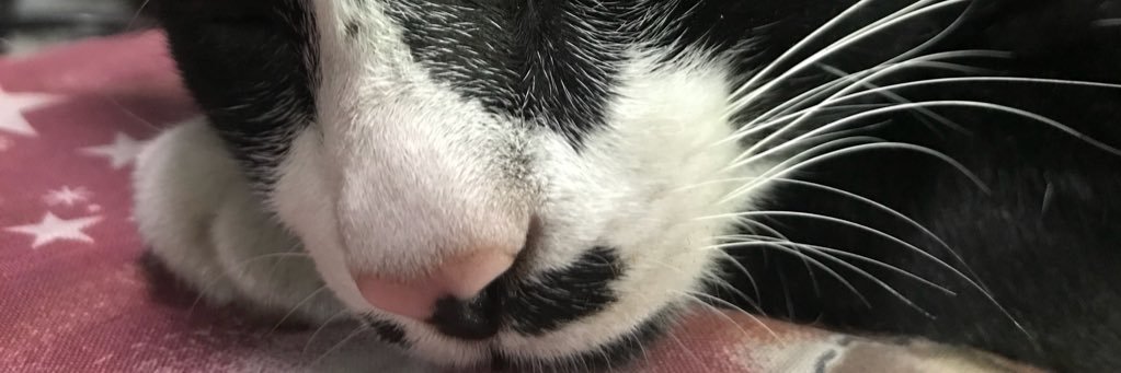 mewdm_'s profile banner image
