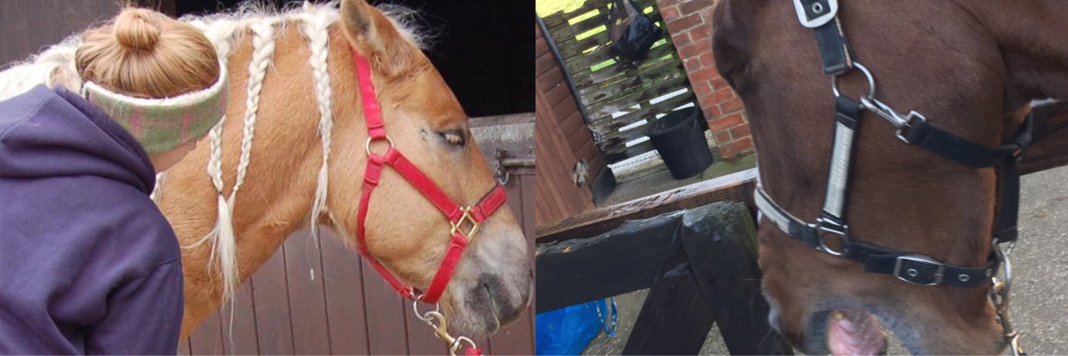Instinctively Equine banner