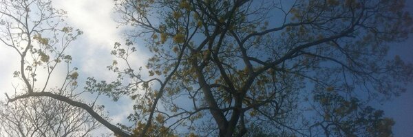 GuillermoP_HN Profile Banner