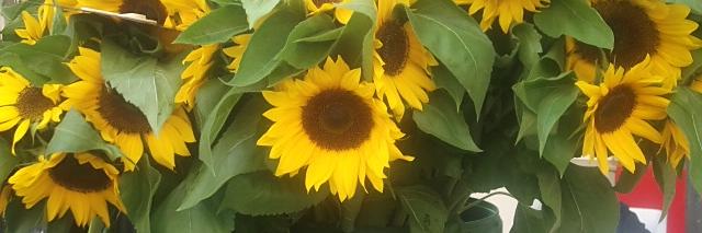 Audrey ☘️💙🌻🇮🇪🏴‍☠️ banner