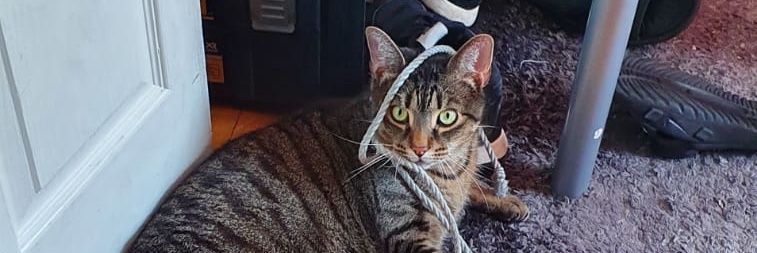 MrsVulcanoGrohl's profile banner image