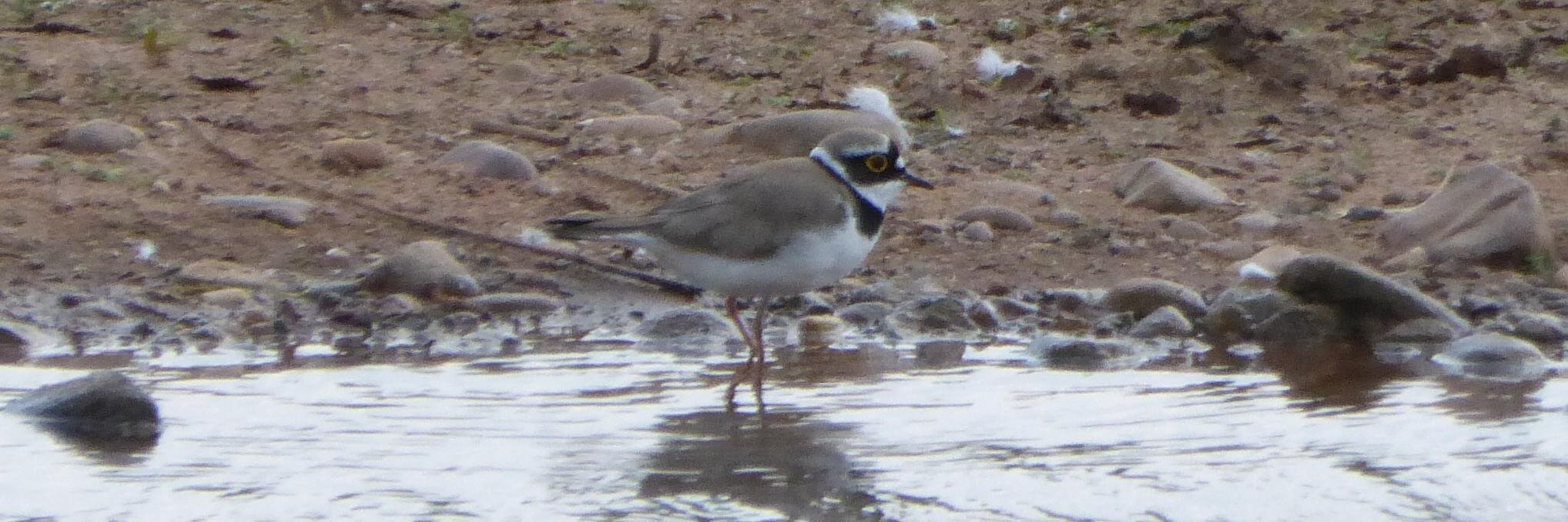 Benjamin Bittern banner