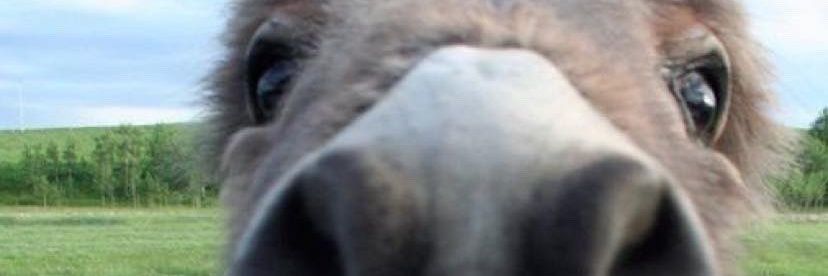 elenagg98's profile banner image
