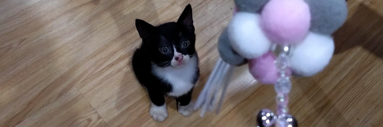 Lil_Babes's profile banner image