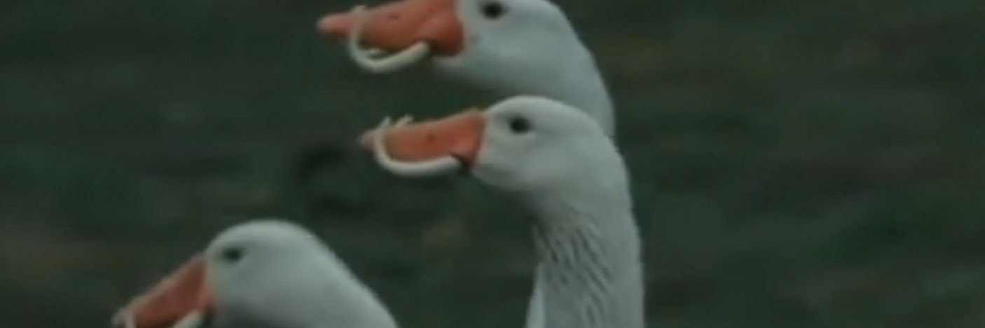 FlooFloo76's profile banner image