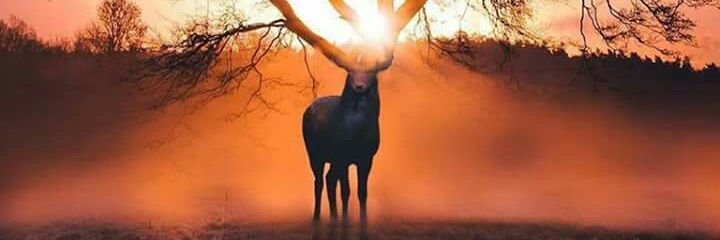 LilithTepes666 banner