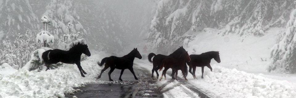 mknezevi's profile banner image