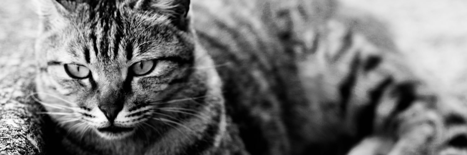 esteriorapple's profile banner image