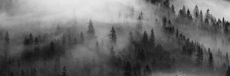 Will banner