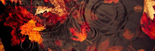 MapleLassie's profile banner image