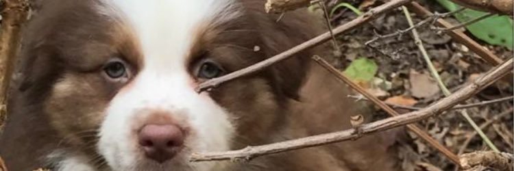 alfiefullen's profile banner image