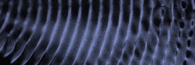 pulpgnv's profile banner image