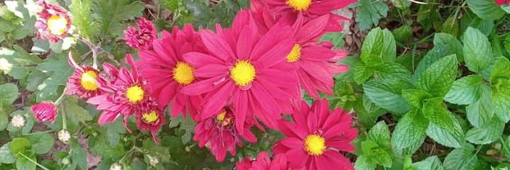 bcauseollg's profile banner image