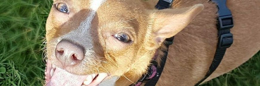 🐾mĕłøđý🐾 banner