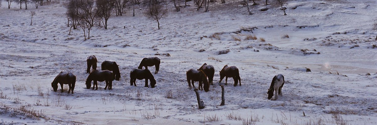 冬瓜 ౨ৎ banner