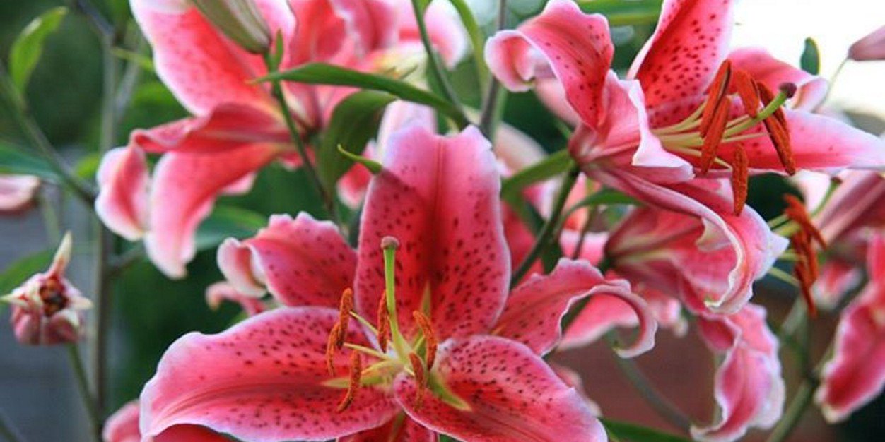 DebbieG16's profile banner image