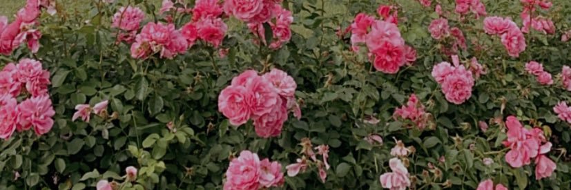 elisabvl's profile banner image