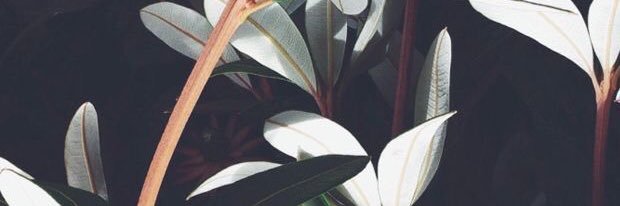 Ashley_Lees's profile banner image