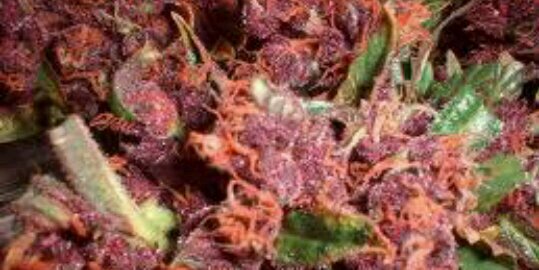 bleedingTHC's profile banner image