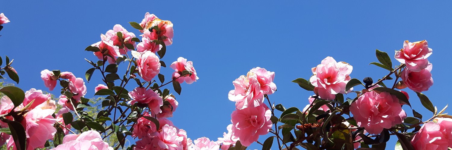 FayeMeany's profile banner image