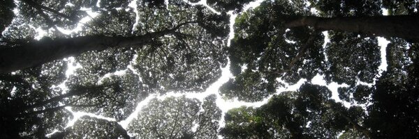 iTreeTools Profile Banner