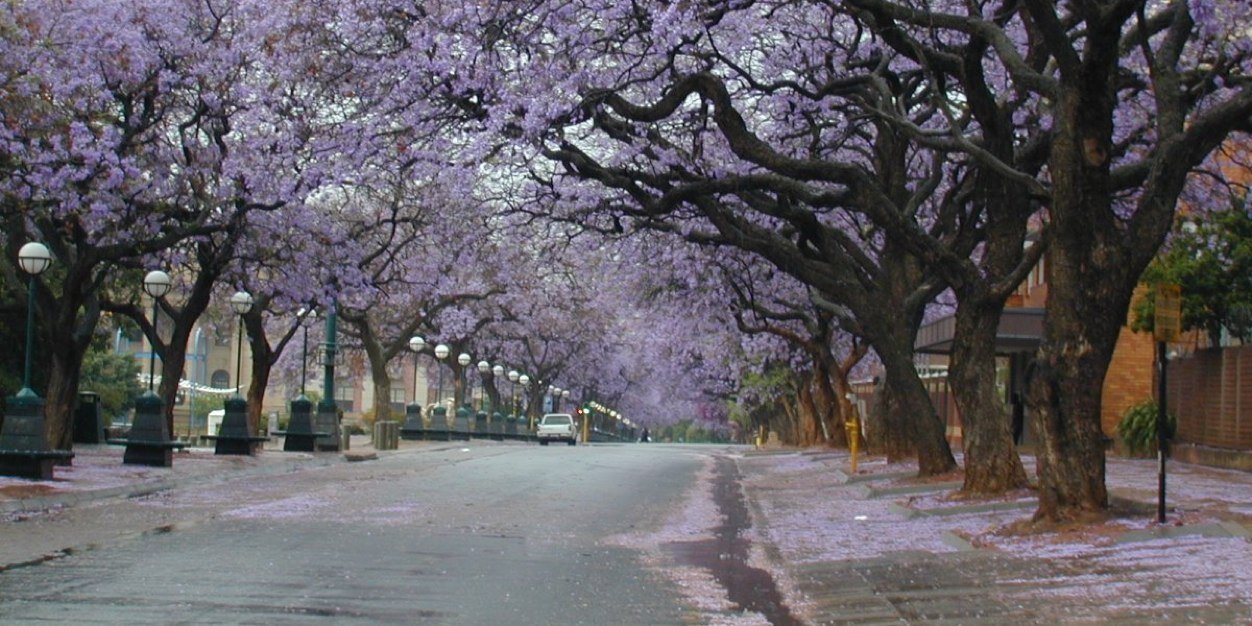 Capcity_PTA's profile banner image