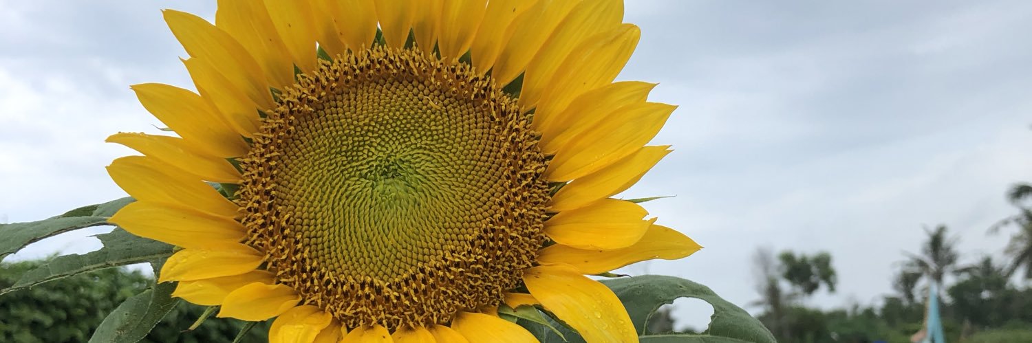 mejuuuls's profile banner image